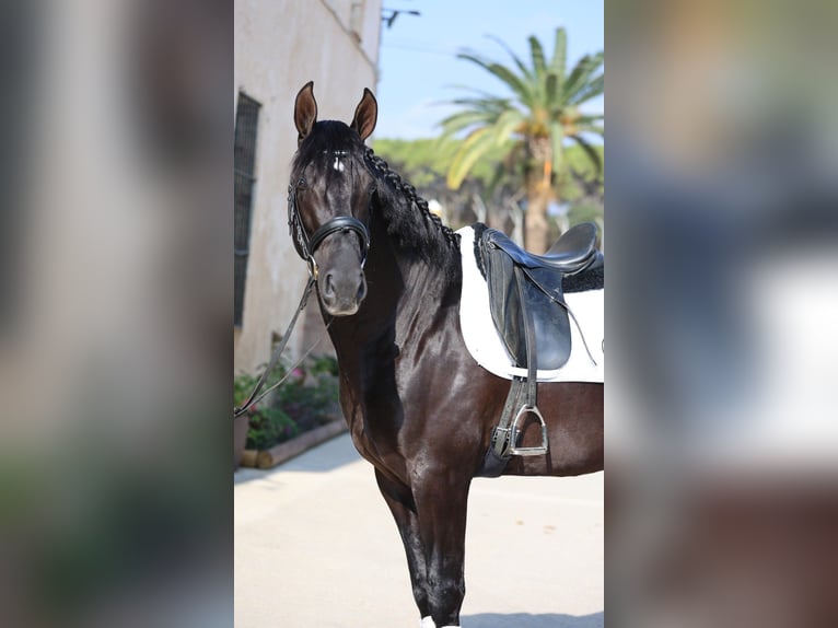 PRE Mix Stallone 4 Anni 165 cm Morello in Oststeinbek