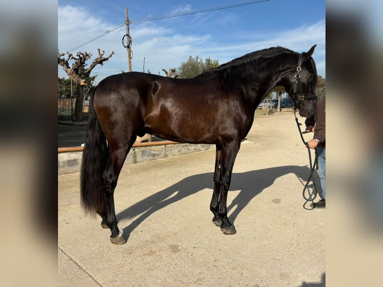 PRE Mix Stallone 4 Anni 165 cm Morello in Hamburg