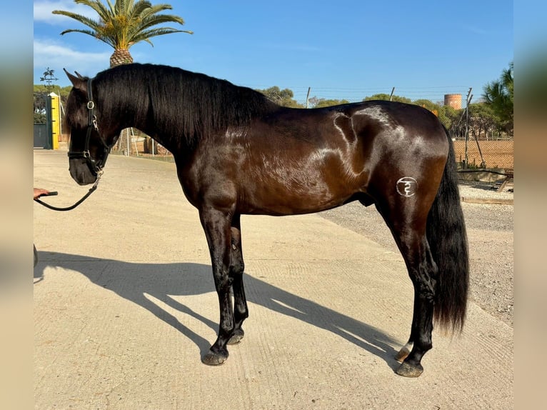 PRE Mix Stallone 4 Anni 165 cm Morello in Hamburg