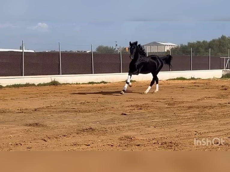 PRE Mix Stallone 4 Anni 165 cm Morello in Poligono Industrial El Palmar