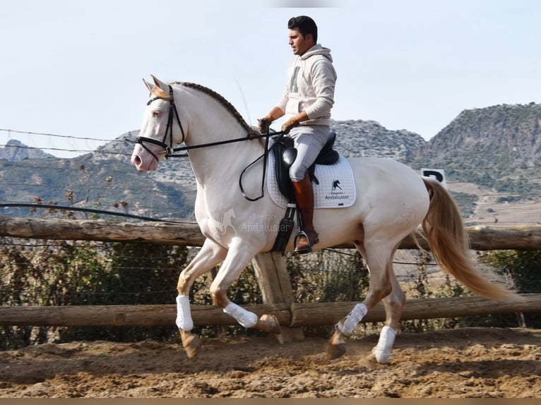 PRE Mix Stallone 4 Anni 165 cm Pearl in Provinz Malaga