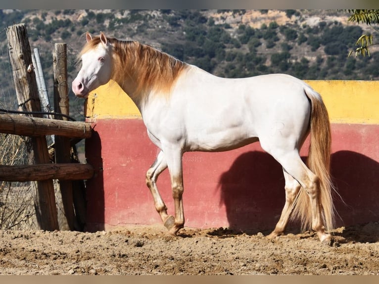 PRE Mix Stallone 4 Anni 165 cm Pearl in Provinz Malaga