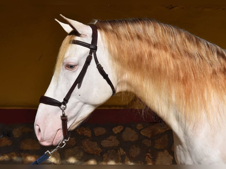 PRE Mix Stallone 4 Anni 165 cm Pearl in Provinz Malaga