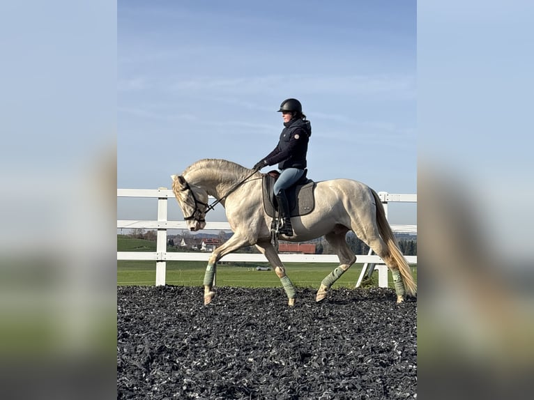 PRE Stallone 4 Anni 165 cm Perlino in Sigmarszell