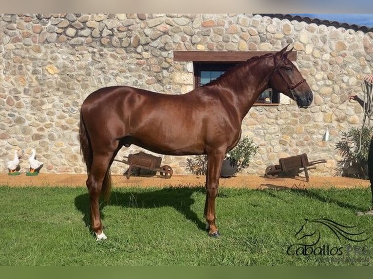 PRE Stallone 4 Anni 165 cm Sauro in Barcelona