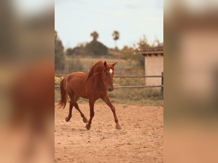PRE Stallone 4 Anni 165 cm Sauro in Felanitx