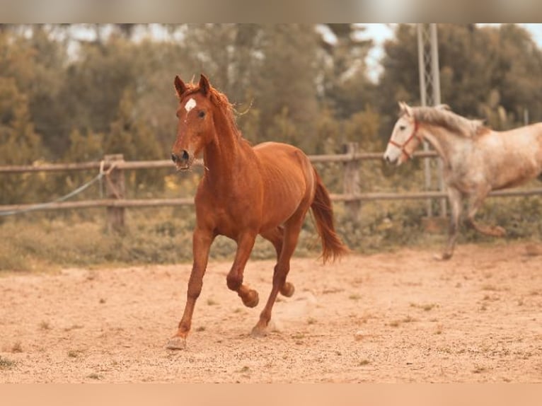 PRE Stallone 4 Anni 165 cm Sauro in Felanitx