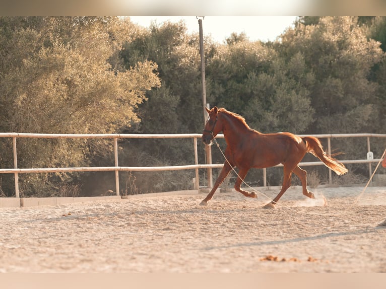 PRE Stallone 4 Anni 165 cm Sauro in Felanitx