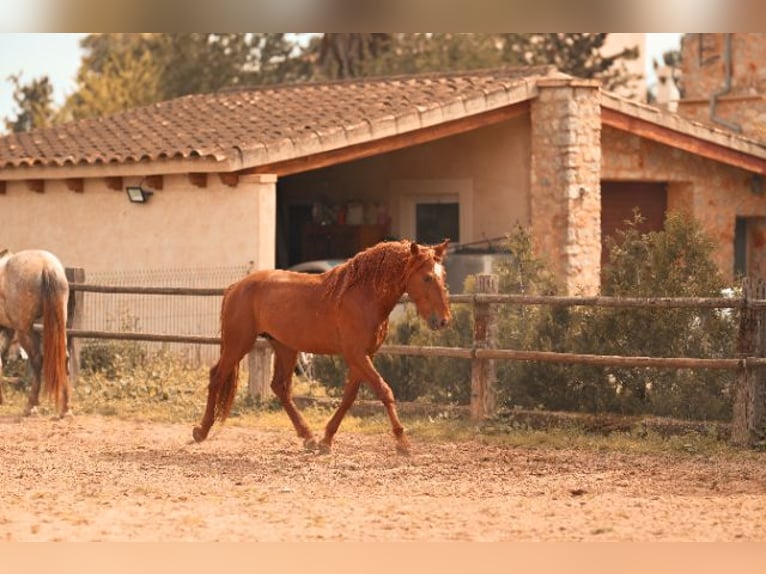 PRE Stallone 4 Anni 165 cm Sauro in Felanitx