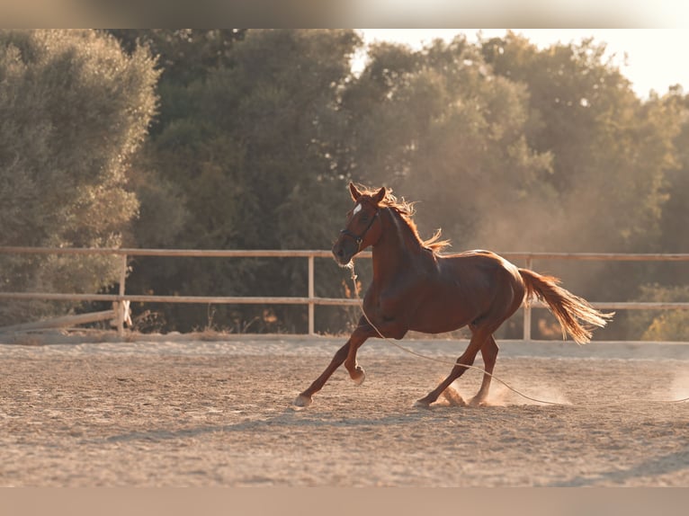 PRE Stallone 4 Anni 165 cm Sauro in Felanitx