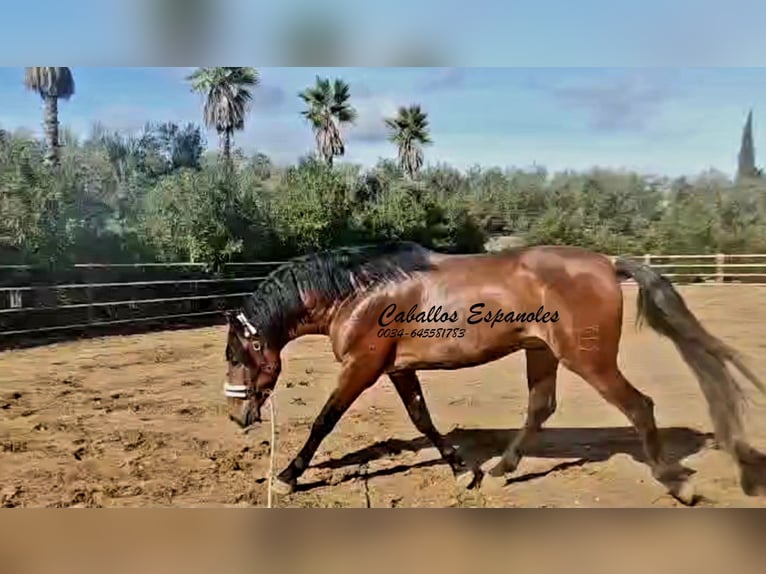 PRE Mix Stallone 4 Anni 166 cm Baio in vejer de la frontera