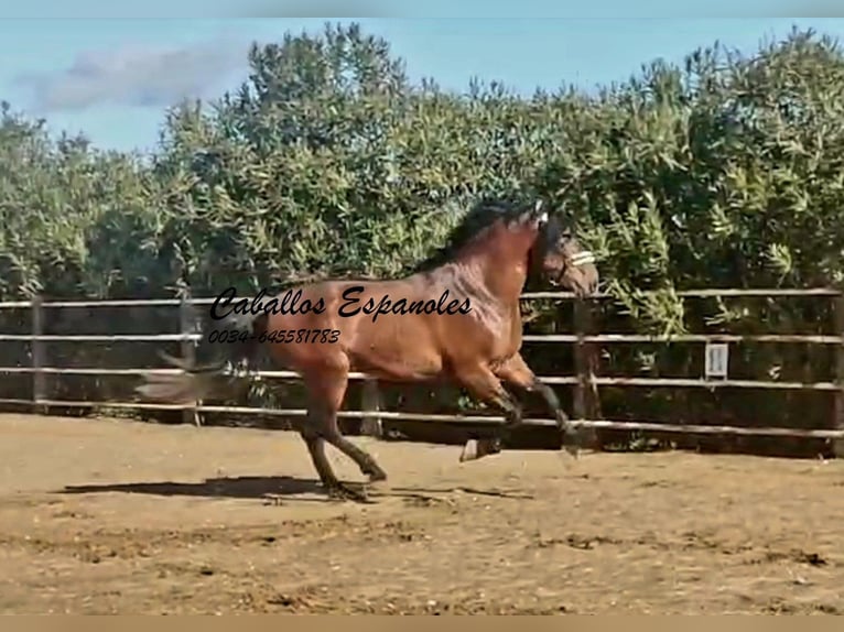 PRE Mix Stallone 4 Anni 166 cm Baio in vejer de la frontera