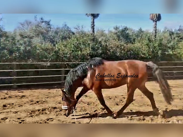 PRE Mix Stallone 4 Anni 166 cm Baio in vejer de la frontera