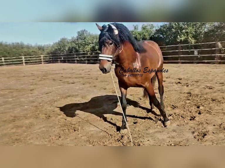 PRE Mix Stallone 4 Anni 166 cm Baio in vejer de la frontera