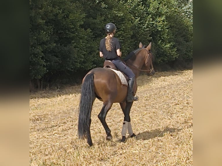 PRE Mix Stallone 4 Anni 166 cm Baio in Traventhal