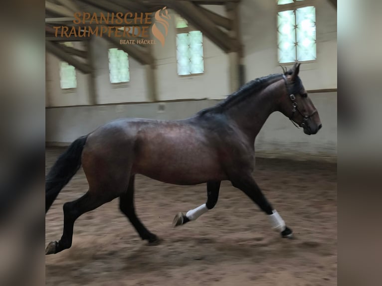 PRE Mix Stallone 4 Anni 166 cm Baio in Traventhal