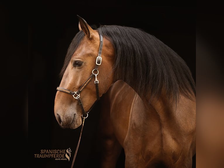 PRE Mix Stallone 4 Anni 166 cm Baio in Traventhal