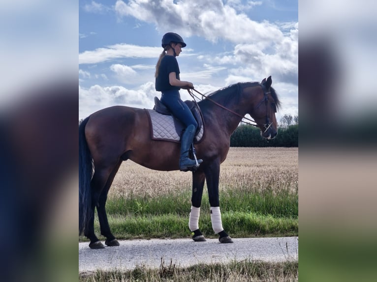 PRE Mix Stallone 4 Anni 166 cm Baio in Traventhal