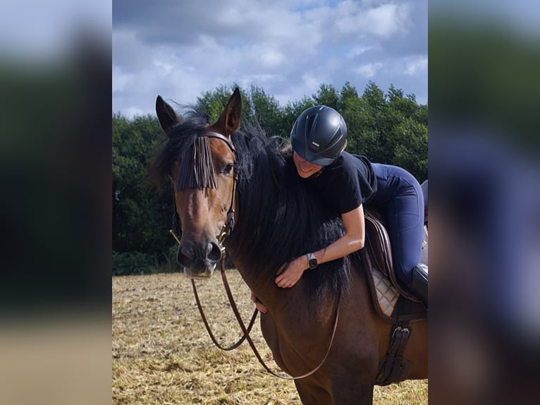 PRE Mix Stallone 4 Anni 166 cm Baio in Traventhal