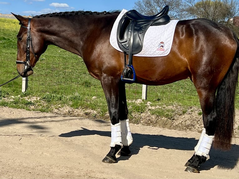 PRE Mix Stallone 4 Anni 166 cm Baio ciliegia in Espirdo