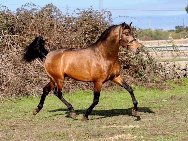 PRE Mix Stallone 4 Anni 166 cm Falbo in Navas Del Madroño