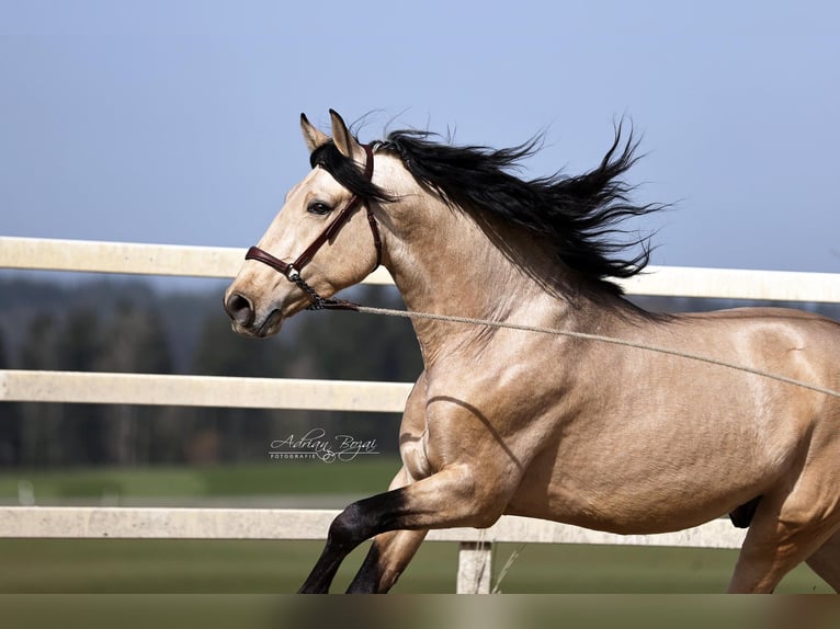 PRE Mix Stallone 4 Anni 166 cm Falbo in Niederstaufen