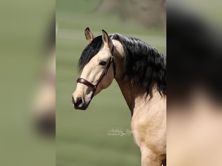 PRE Mix Stallone 4 Anni 166 cm Falbo in Niederstaufen