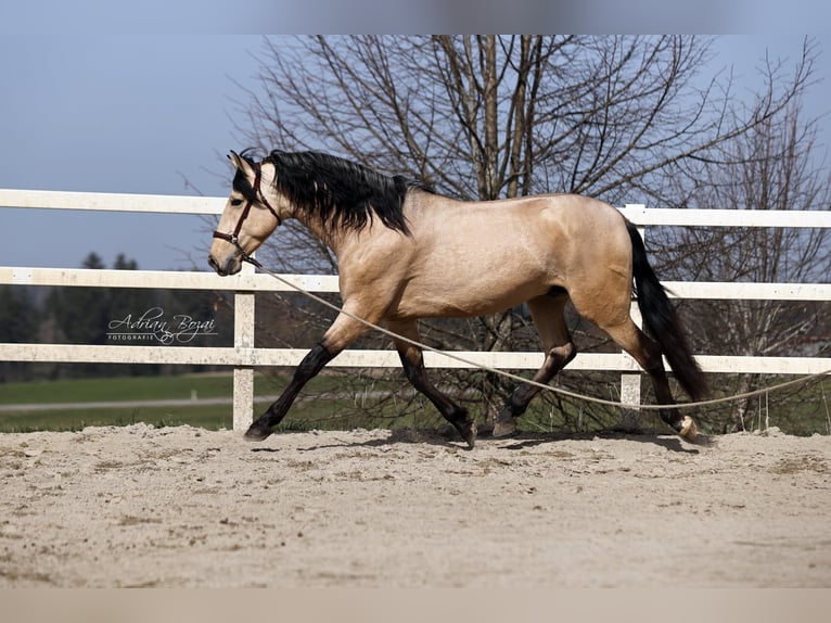 PRE Mix Stallone 4 Anni 166 cm Falbo in Niederstaufen