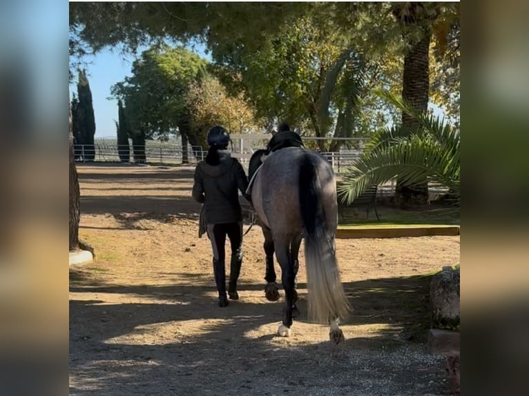 PRE Mix Stallone 4 Anni 166 cm Grigio in Tarifa