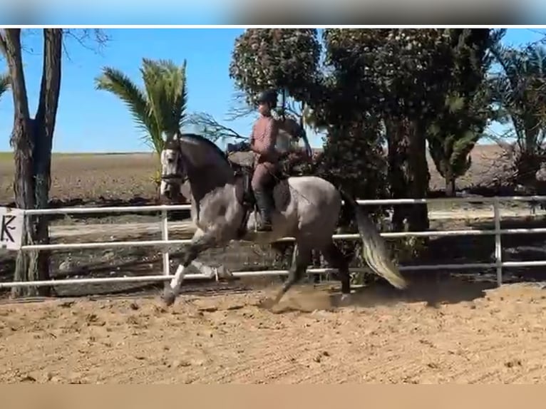 PRE Mix Stallone 4 Anni 166 cm Grigio in Tarifa