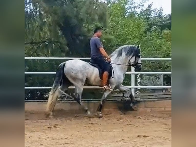 PRE Mix Stallone 4 Anni 166 cm Grigio pezzato in Sevilla
