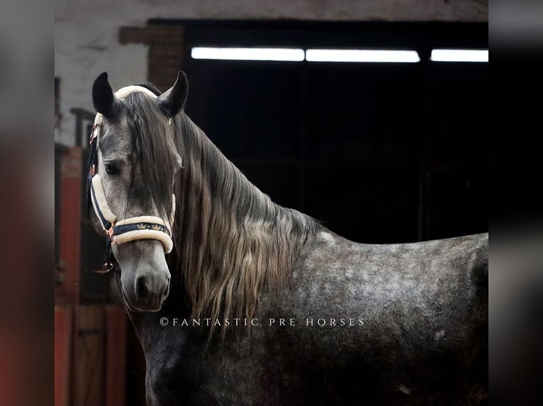 PRE Mix Stallone 4 Anni 166 cm Grigio pezzato in santa perpetua de mogoda