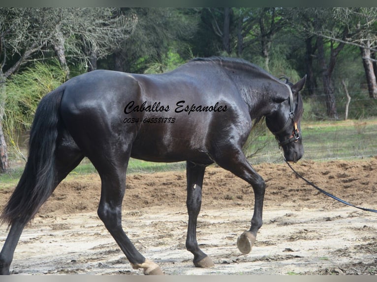 PRE Mix Stallone 4 Anni 166 cm Morello in Vejer de la Frontera