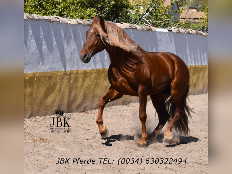 PRE Mix Stallone 4 Anni 166 cm Sauro in Tabernas Almeria