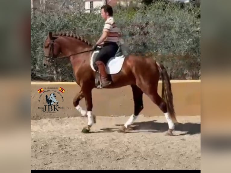 PRE Mix Stallone 4 Anni 166 cm Sauro in Tabernas Almeria