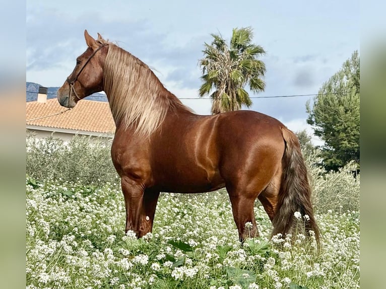 PRE Mix Stallone 4 Anni 166 cm Sauro scuro in Schwarme