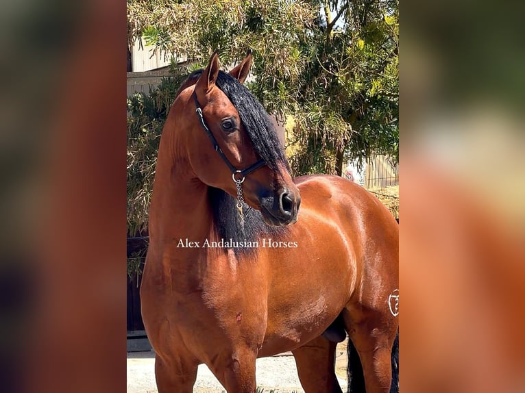 PRE Mix Stallone 4 Anni 167 cm Baio in Sevilla