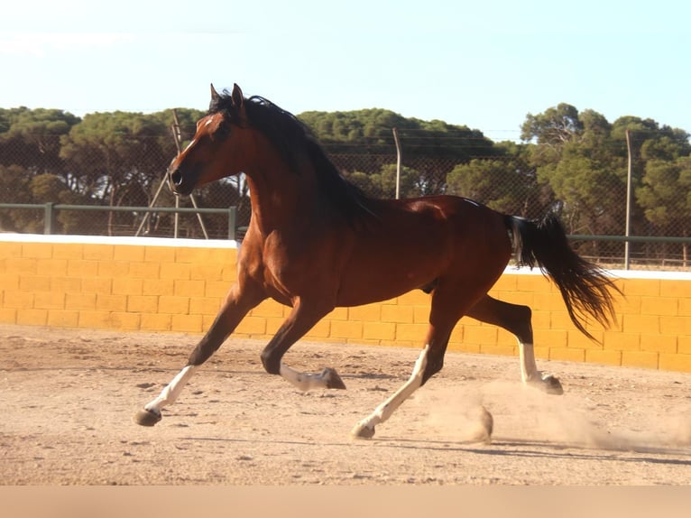 PRE Mix Stallone 4 Anni 167 cm Baio ciliegia in Hamburg