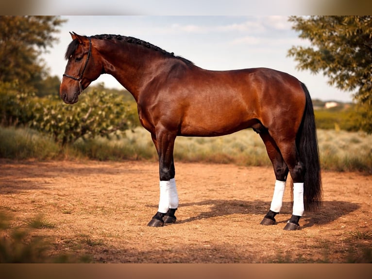 PRE Mix Stallone 4 Anni 167 cm Baio scuro in Schwarme