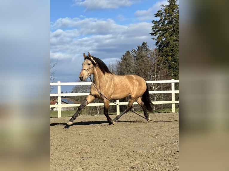 PRE Stallone 4 Anni 167 cm Falbo in Sigmarszell