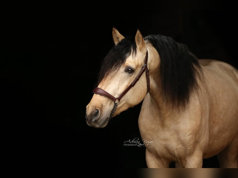 PRE Stallone 4 Anni 167 cm Falbo in Sigmarszell