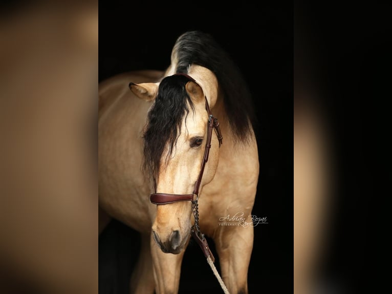 PRE Stallone 4 Anni 167 cm Falbo in Sigmarszell