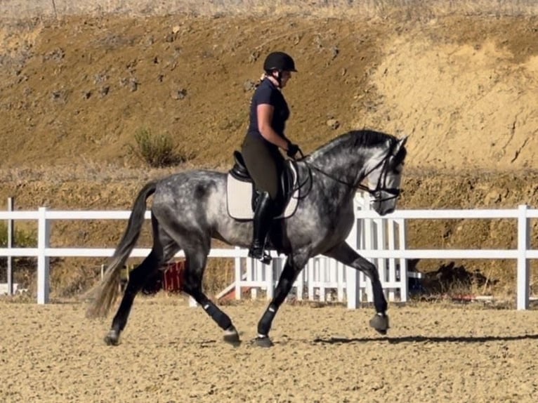 PRE Stallone 4 Anni 167 cm Grigio in Coín, Malaga