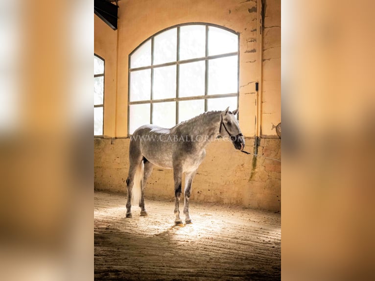 PRE Stallone 4 Anni 167 cm Grigio pezzato in Rafelguaraf