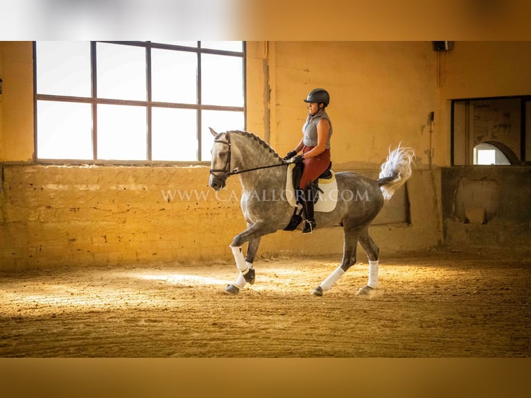 PRE Stallone 4 Anni 167 cm Grigio pezzato in Rafelguaraf