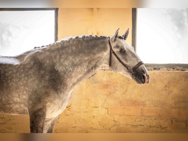 PRE Stallone 4 Anni 167 cm Grigio pezzato in Rafelguaraf