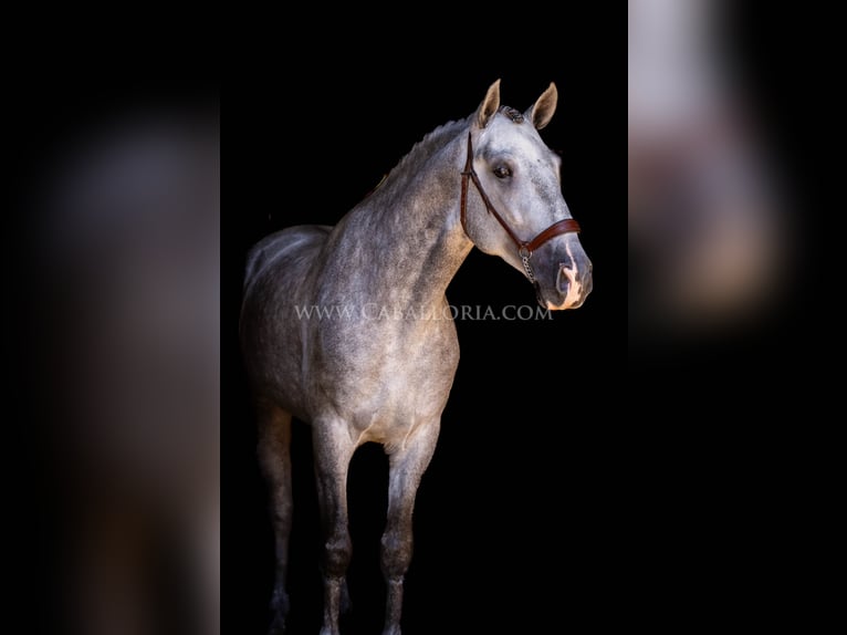 PRE Stallone 4 Anni 167 cm Grigio pezzato in Rafelguaraf