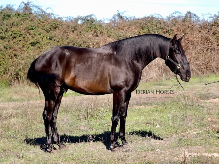 PRE Mix Stallone 4 Anni 167 cm Morello in Navas Del Madroño