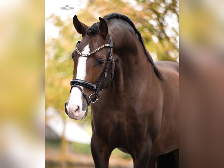PRE Stallone 4 Anni 168 cm Baio in Heemskerk
