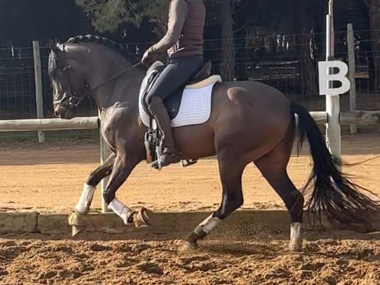 PRE Mix Stallone 4 Anni 168 cm Baio in Navas Del Madroño